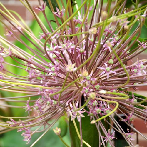 Allium Tall 'Schubertii', Ornamental Onion