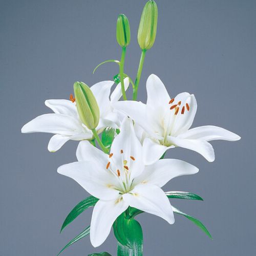 Sempione Lily, (Orientpet or OT Hybrid Lily, DIV VIII Lily)