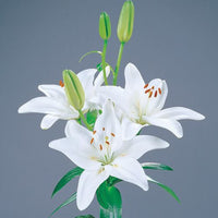 Thumbnail for Sempione Lily, (Orientpet or OT Hybrid Lily, DIV VIII Lily)