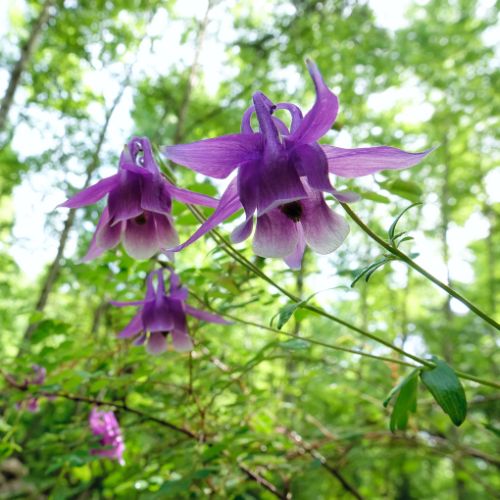 Shade Flower Mix (Best in Partial Shade)