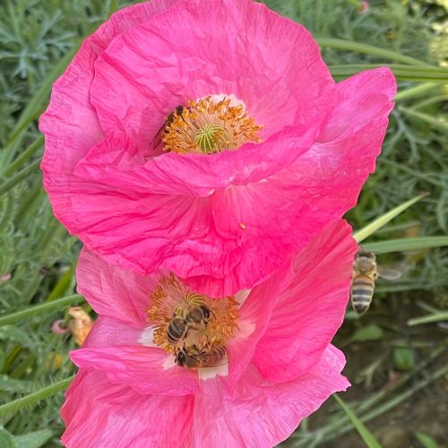 Shirley Corn Poppy Mix, Pollinator Flower