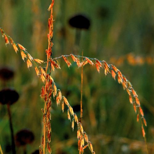 Sideoats Grama Grass- Prairie Native