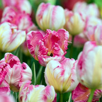 Thumbnail for Parrot Tulip 'Silver Parrot' Tulip Bulbs (Parrot Tulips)