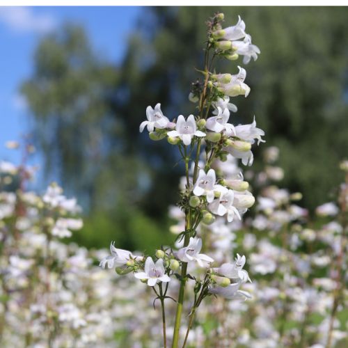 Smooth Penstemon (Foxglove Beardtongue)- Mid West, Eastern US Native