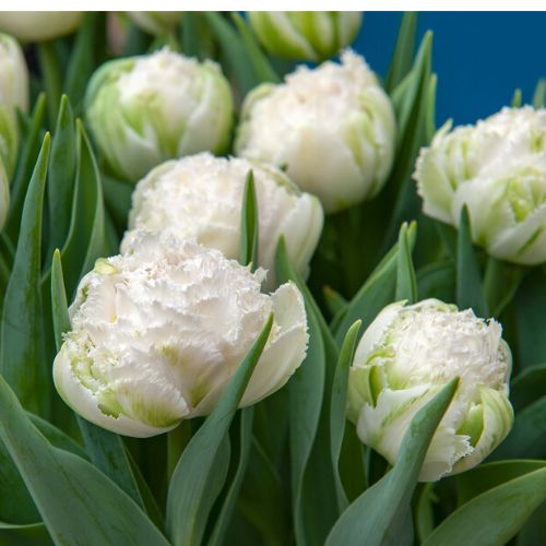 Double Fringed Tulip 'Crystal Star' Tulip Bulbs (Fringe Tulips)