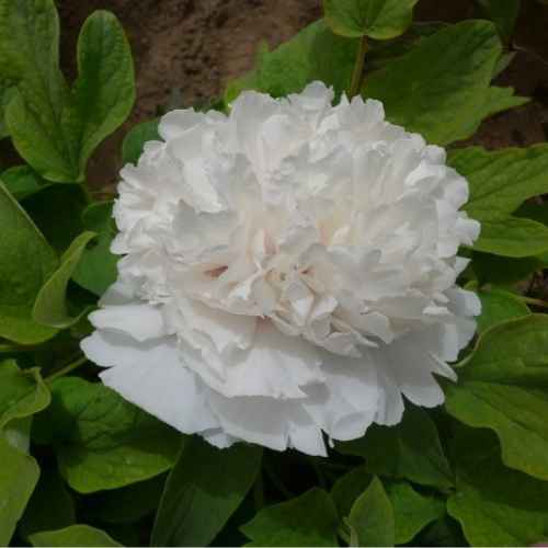 Snowy Pagoda (Bai Xue Ta) Tree Peony, Bare Root