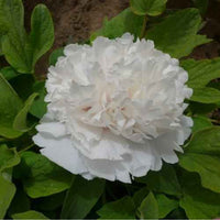 Thumbnail for Snowy Pagoda (Bai Xue Ta) Tree Peony, Bare Root