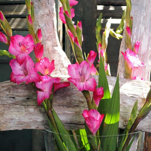 'Sogna' Large Flowering Gladiolus, Pink Glads