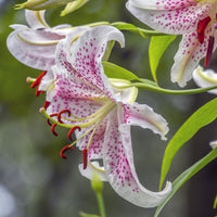 Thumbnail for 'Solution' Oriental Lily (Oriental Lilium, Div VII Lily)