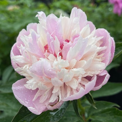 Sorbet - Peony, 1987 origin, South Korea, lactiflora