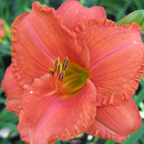 Daylily 'South Seas' (Hemerocallis)