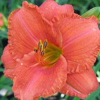 Thumbnail for Daylily 'South Seas' (Hemerocallis)