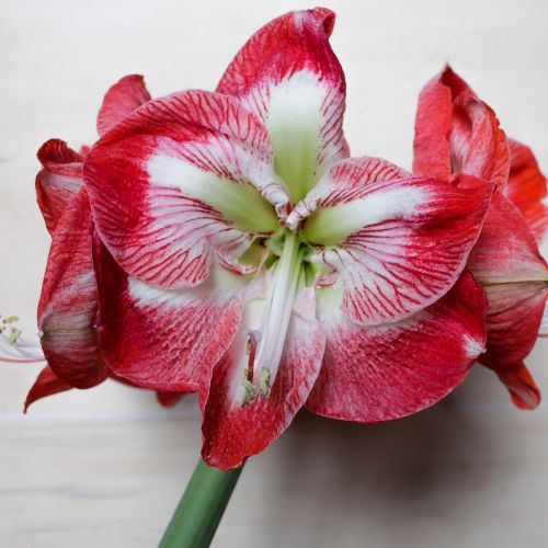 'Spartacus' Hippeastrum, Amaryllis