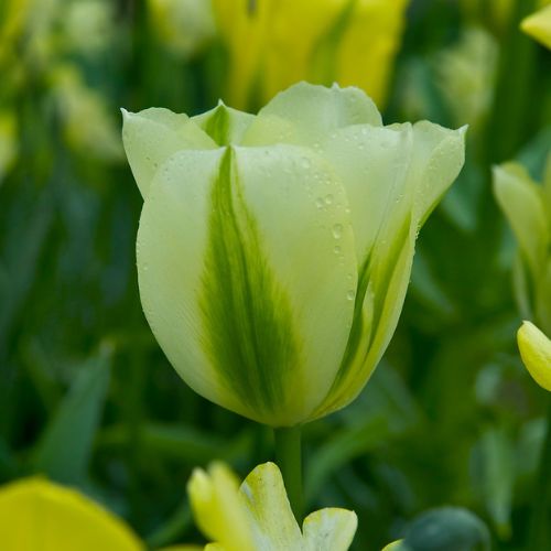 Green Tulip 'Spring Green' Tulip Bulbs (Green Tulips)
