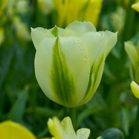 Thumbnail for Green Tulip 'Spring Green' Tulip Bulbs (Green Tulips)