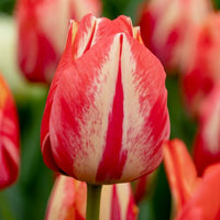 Thumbnail for Spryng Break Triumph Tulip (Mid to Late Triumph Tulip)