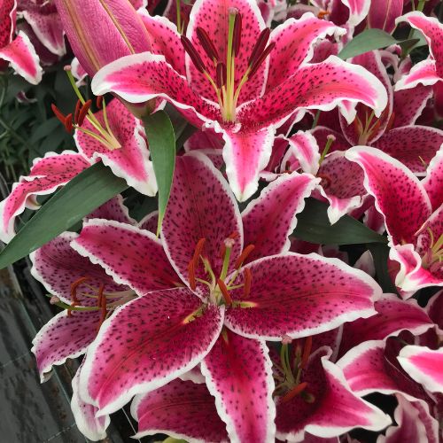 Starfighter - Oriental Lily (Oriental Lily)