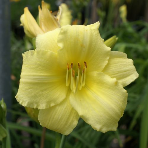 Daylily 'Stella Supreme' (Hemerocallis)