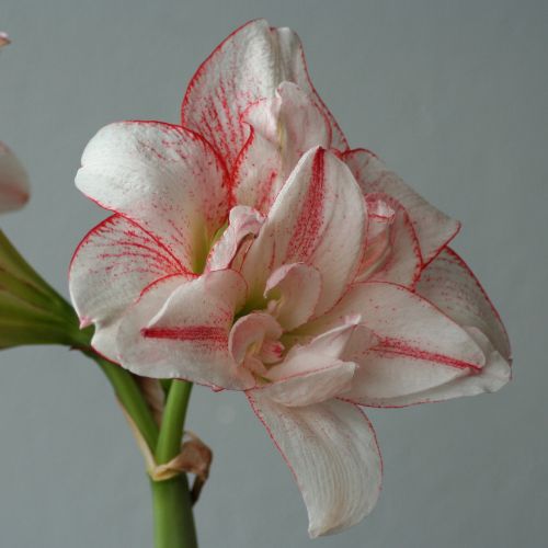 'Striped Amadeus' Hippeastrum, Amaryllis