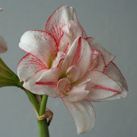 Thumbnail for 'Striped Amadeus' Hippeastrum, Amaryllis