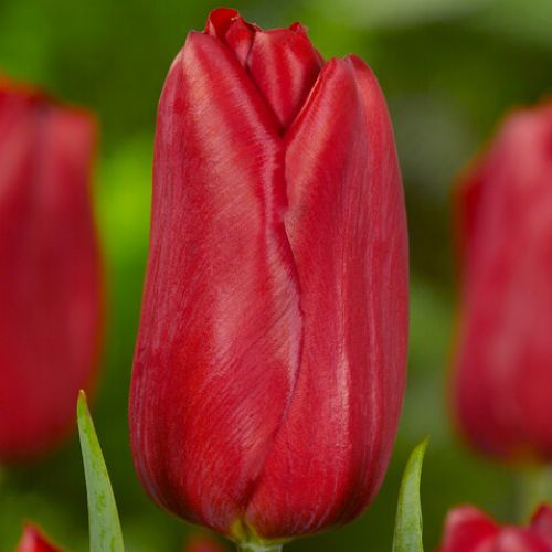 Strong Love Triumph Tulip (Mid to Late Triumph Tulip)