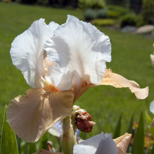 Bearded Iris 'Struck Twice' (Rebloomer)