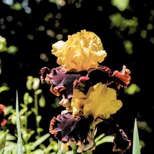 Bearded Iris 'Sun Devil' , German Iris, (Rebloomer)