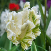 Thumbnail for Parrot Tulip 'Super Parrot' Tulip Bulbs (Parrot Tulips)