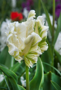 Thumbnail for Parrot Tulip 'Super Parrot' Tulip Bulbs (Parrot Tulips)
