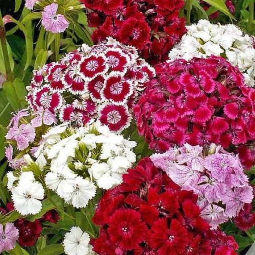 Sweet William Flower, 1500's Heirloom, Organic Options Available