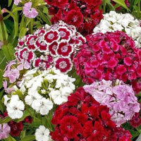 Thumbnail for Sweet William Flower, 1500's Heirloom, Organic Options Available