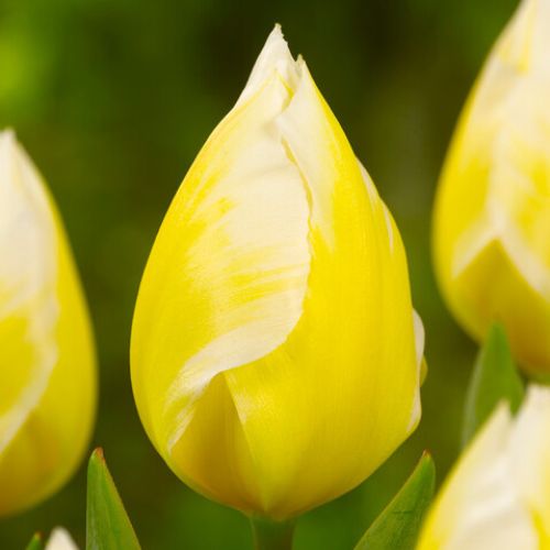 'Sweetheart' Emperor Tulip Bulbs, White Tulips