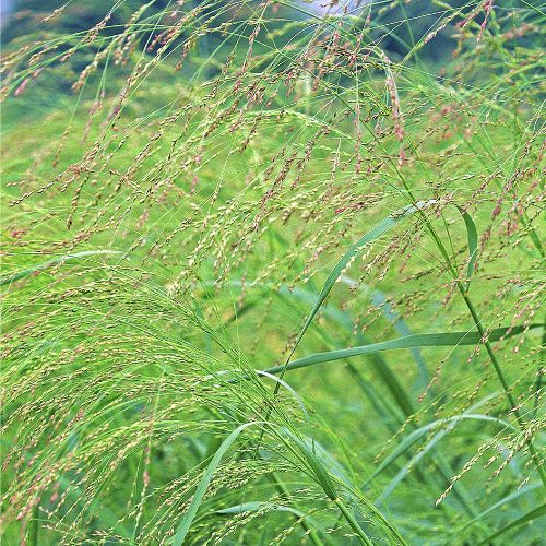 Switchgrass 'Blackwell' Grass- Prairie Native