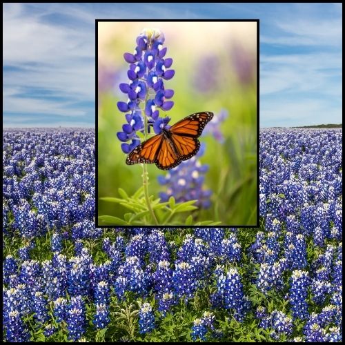 Texas Bluebonnet Seeds, Native