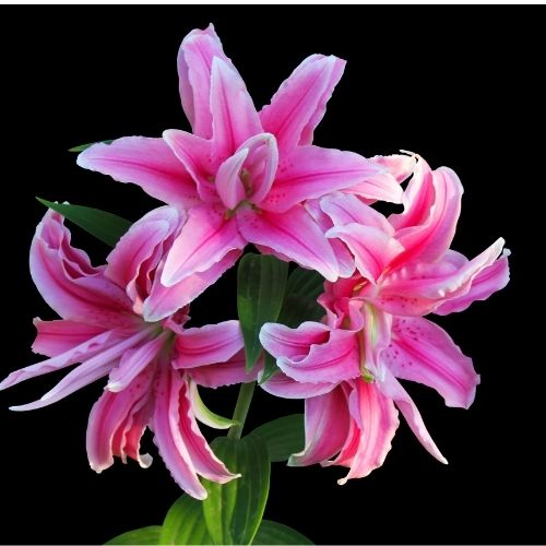 Roselily 'Thalissa' (Double Oriental Lily, Lilium, Lily Div VII)