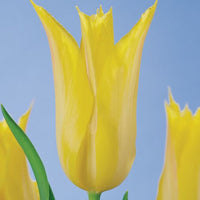 Thumbnail for Lily Tulips 'Thanksgiving Point' Tulip Bulbs (Lily Tulips), Yellow Tulips