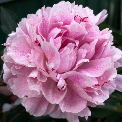 The Fawn- Peony, recent origin, lactiflora