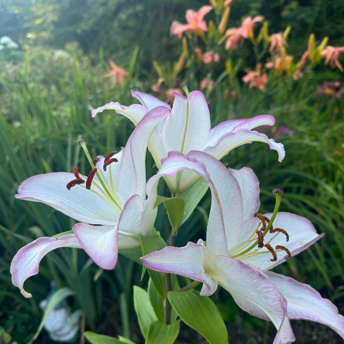 'The Edge' Oriental Lily (Oriental Lilium, Div VII Lily)