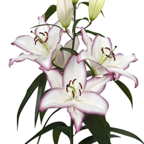'The Edge' Oriental Lily (Oriental Lilium)