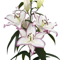 Thumbnail for 'The Edge' Oriental Lily (Oriental Lilium)
