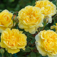 Thumbnail for The Poet's Wife, David Austin Roses, 3 Gallon Pot (Pick Up At Garden Shop Only)