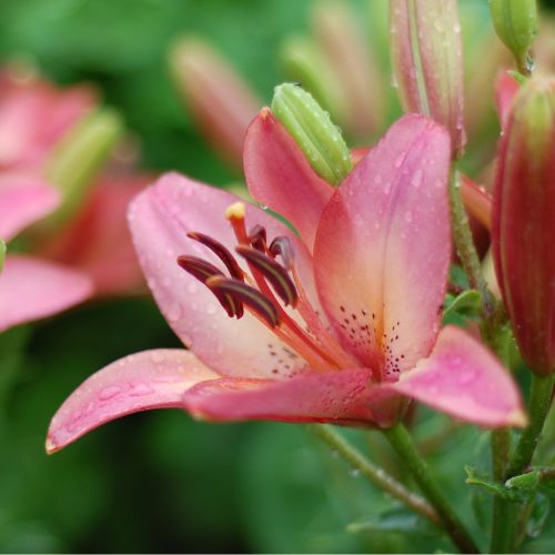 Tinilco Lily Lilium Asiatic (Asiatic Lily)