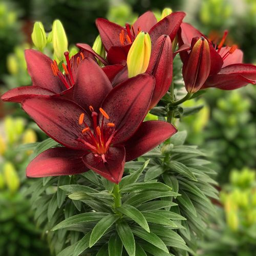 Lilium Asiatic 'Tiny Comfort' (Asiatic Lily)