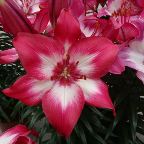 Lilium Asiatic 'Tiny Diamod' (Asiatic Lily)