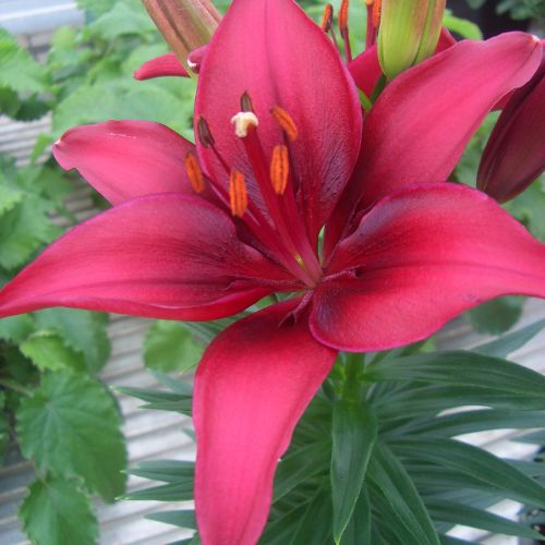 Lilium Asiatic 'Tiny Ghost' (Asiatic Lily)