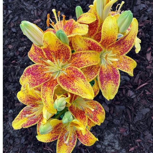 Lilium Asiatic 'Tiny Parrot' (Asiatic Lily)