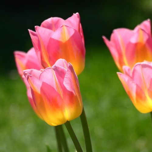 Tom Pouce Triumph Tulip (Mid to Late Triumph Tulip)