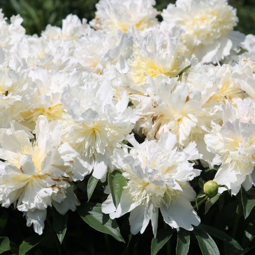 Top Brass - Peony, 1968 origin, Illinois origin, lactiflora