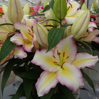 Thumbnail for 'TriColor' Oriental Lily (Oriental Lilium)