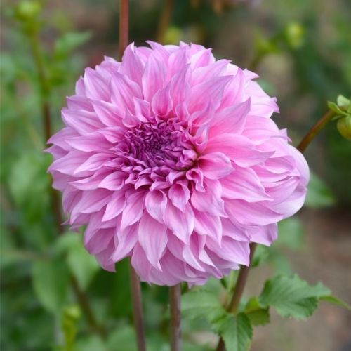 'Vassio Meggos' Dahlia (Informal Decorative)